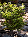 Abies koreana Silberpearl IMG_4975 (VALENTA) Jodła koreańska